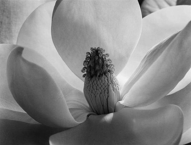 Flower by Imogen Cunningham