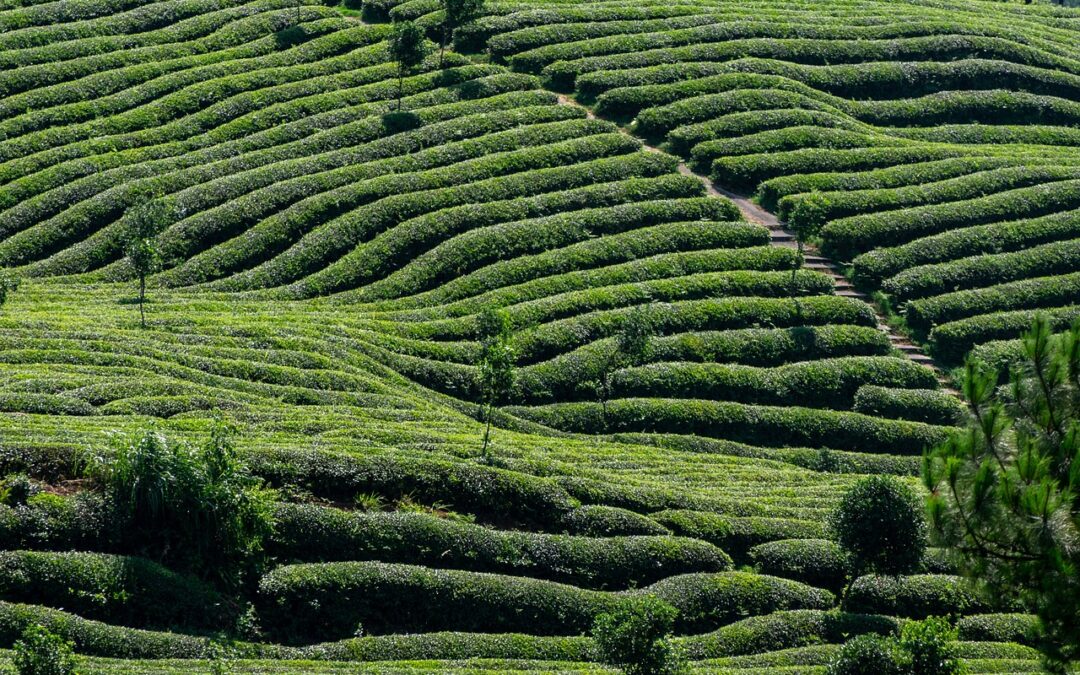 A Definition of Regenerative Agriculture